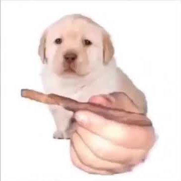 ­       @ProtoHound