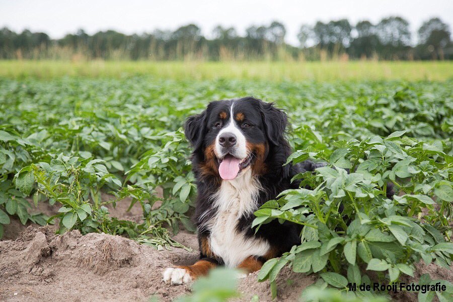 mderooijfoto's tweet photo. #aardappels controleren met sjorsje #bernersennen #brabant #akkerbouw #aardappel #hond #honden #gastel https://t.co/n4DVkmYnIZ