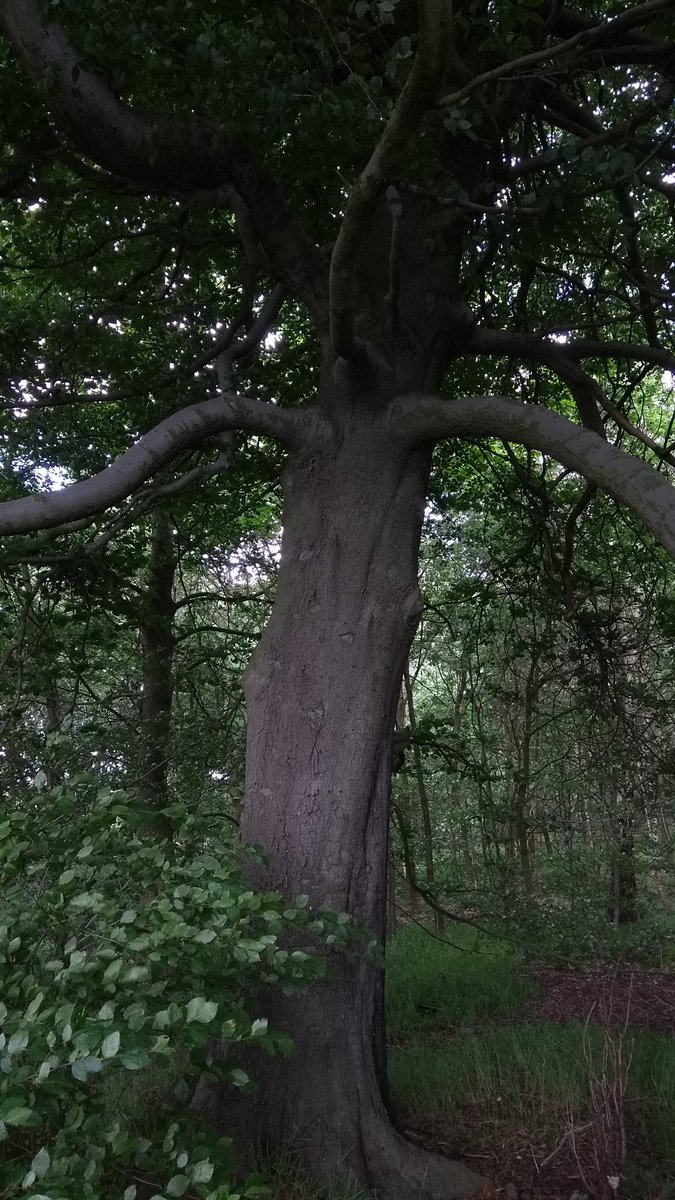 #Treehuggingday 16th  June, try it, whats your favourite. <a href="/ParliamentOak/">Parliament Oak</a> #Sherwoodforest <a href="/RSPBSherwood/">Sherwood Forest</a> <a href="/NTClumberPark/">Clumber Park, National Trust</a> <a href="/VisitNotts/">Visit Nottinghamshire</a>