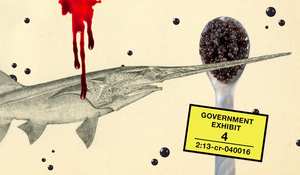 ReadingRoss's tweet image. The Caviar Con: bit.ly/2EZ2Vo0