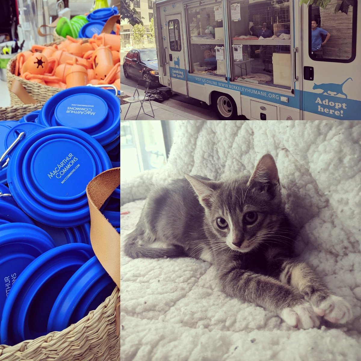 berkeleyhumane's tweet photo. Berkeley Humane's MAC is at #macarthurcommons until 3:30 and they are sponsoring adoption fees! We have 6 kittens looking for homes!
#wherestheMAC #mobileadoptionevent #temescal https://t.co/Aws3IgMvRc