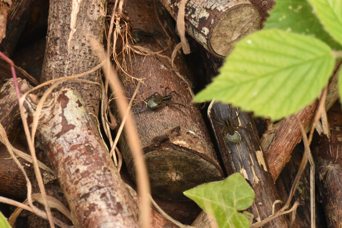 BasherTrash's tweet photo. #BugHunt with some great little hunters #spiders. A couple of them in the woodpile and another smaller one having his dinner. #30DaysWild https://t.co/jXDa4wKO4h