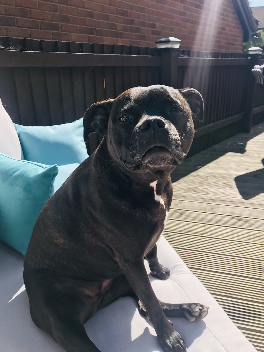 MccaigMiss's tweet photo. A lovely weekend spent in Plymouth catching up with home friends and seeing my family &amp; fur babies ❤️ #Plymouth #familyfirst #dogsarelove #saltrumhouse #WeekendFun #Wellbeing #sunnyweekend #cakesunday https://t.co/owWOzo3MlB
