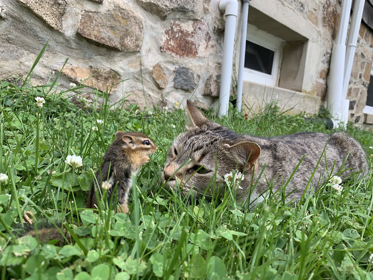 dolostone's tweet photo. Chippy the Chipmunk came over for a play date with Rey the Kitten today. Fun was had by all, no worries Rey is #catchandrelease so Chippy can come over and play another day. #goodkitty #chippythechipmunk #AdoptDontShop #ReyTheKitten @HamillHimself @DaisyRidleyNews https://t.co/wG5ebo76DN