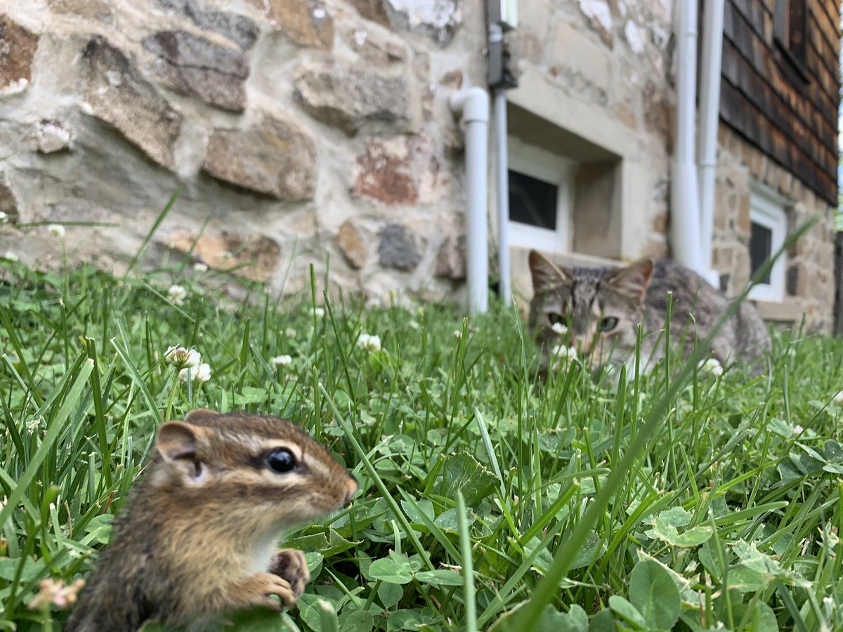 dolostone's tweet photo. Chippy the Chipmunk came over for a play date with Rey the Kitten today. Fun was had by all, no worries Rey is #catchandrelease so Chippy can come over and play another day. #goodkitty #chippythechipmunk #AdoptDontShop #ReyTheKitten @HamillHimself @DaisyRidleyNews https://t.co/wG5ebo76DN