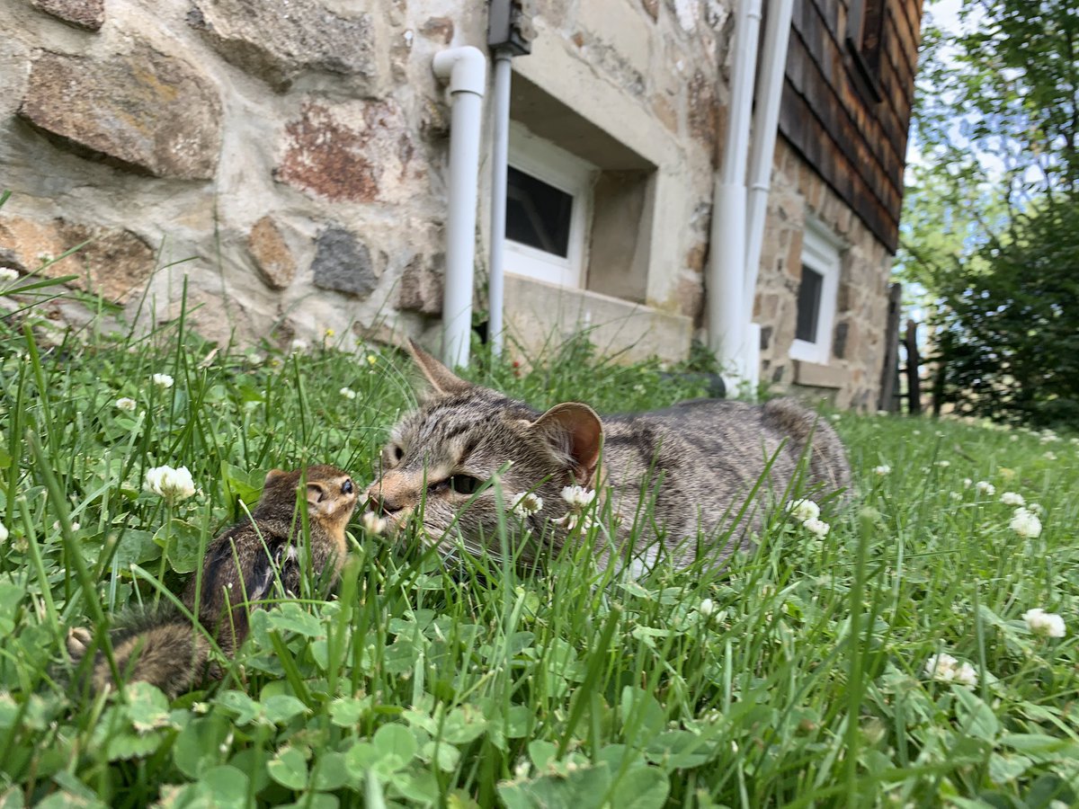 dolostone's tweet photo. Chippy the Chipmunk came over for a play date with Rey the Kitten today. Fun was had by all, no worries Rey is #catchandrelease so Chippy can come over and play another day. #goodkitty #chippythechipmunk #AdoptDontShop #ReyTheKitten @HamillHimself @DaisyRidleyNews https://t.co/wG5ebo76DN