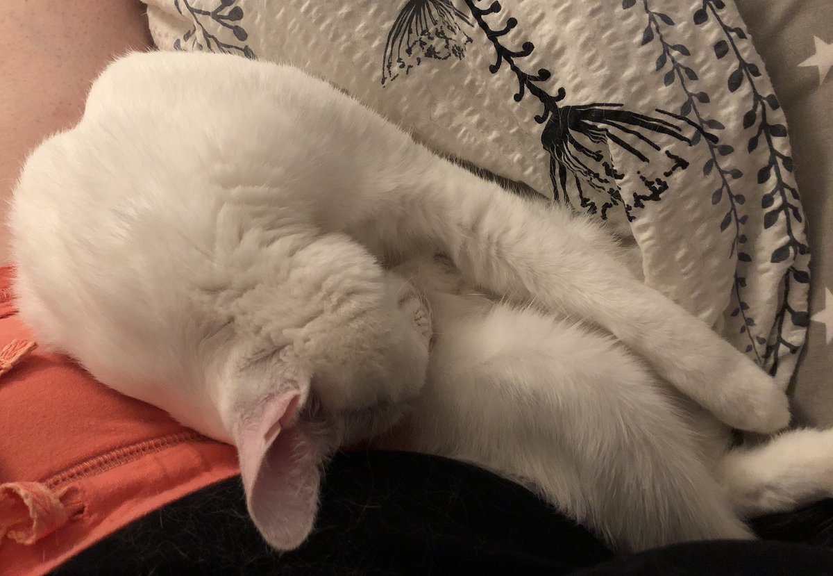 Gummikatze? Yogakatze? 🤔 Man weiß es nicht...