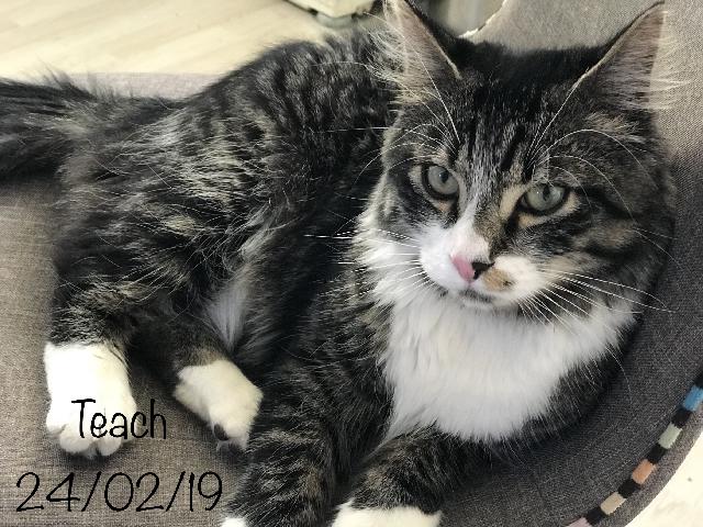 Alerte Animaux Perdu Twitterren Perdu Chat Tigre Gris Blanc Nomme Teach A Gonesse 95 Croise Maine Coon T Co L2bsti4vza