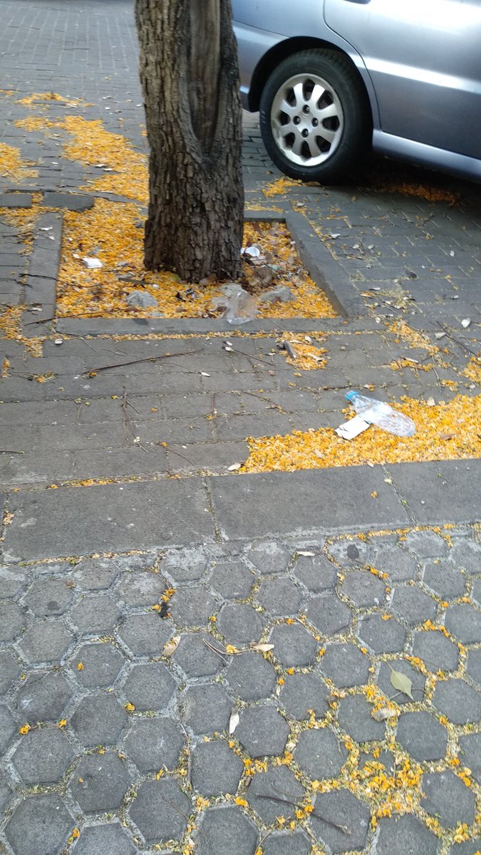 jgalfer's tweet photo. Entre basura, flores de árboles y adoquines levantados, este es el estado de la calle Portalegre. @RetoLipasam @PsoeCerroAmate @_CerrodelAguila https://t.co/OqQMhdP2un