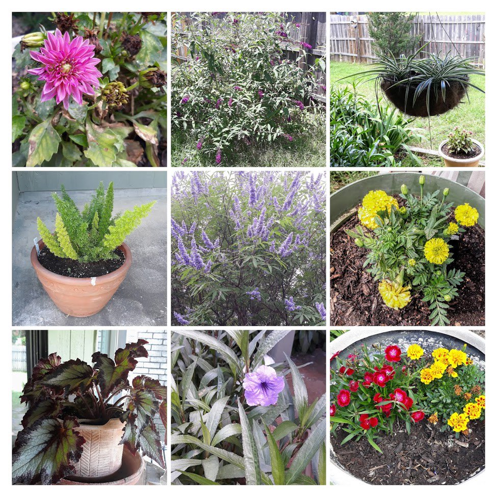 saraithejedi's tweet image. I was in my pajamas all day, but my plants were out there all outdoin' me and stuff. Radiantly glowing from their dew-kissed perches of hydrated judginess, silently cautioning that energy drinks are not a substitute for water...
#iloveredbull #andbawls #andhighbrew #alsocoffee