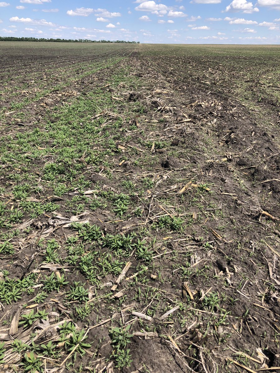 BIGDflaagan's tweet photo. Would’ve been spraying dicamba on my soybeans (right) this week if I didn’t have a pre-emerge on. Kochia getting 2 inches tall where pre didn’t get to. Get your pre’s on ppl https://t.co/6zvapb6XFR