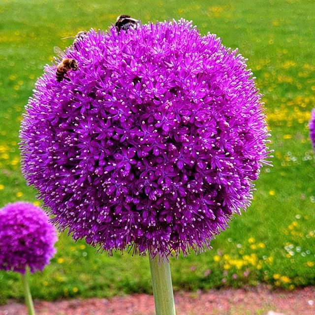 marieanne_h's tweet photo. Bee at work #allium #agapanthus #gardens #gardeninspiration #flowerstagram #flowers #abeille #bee #bees #beeatwork #rdvjardins https://t.co/F0Wms0Be8H https://t.co/F3sLYyAwbk