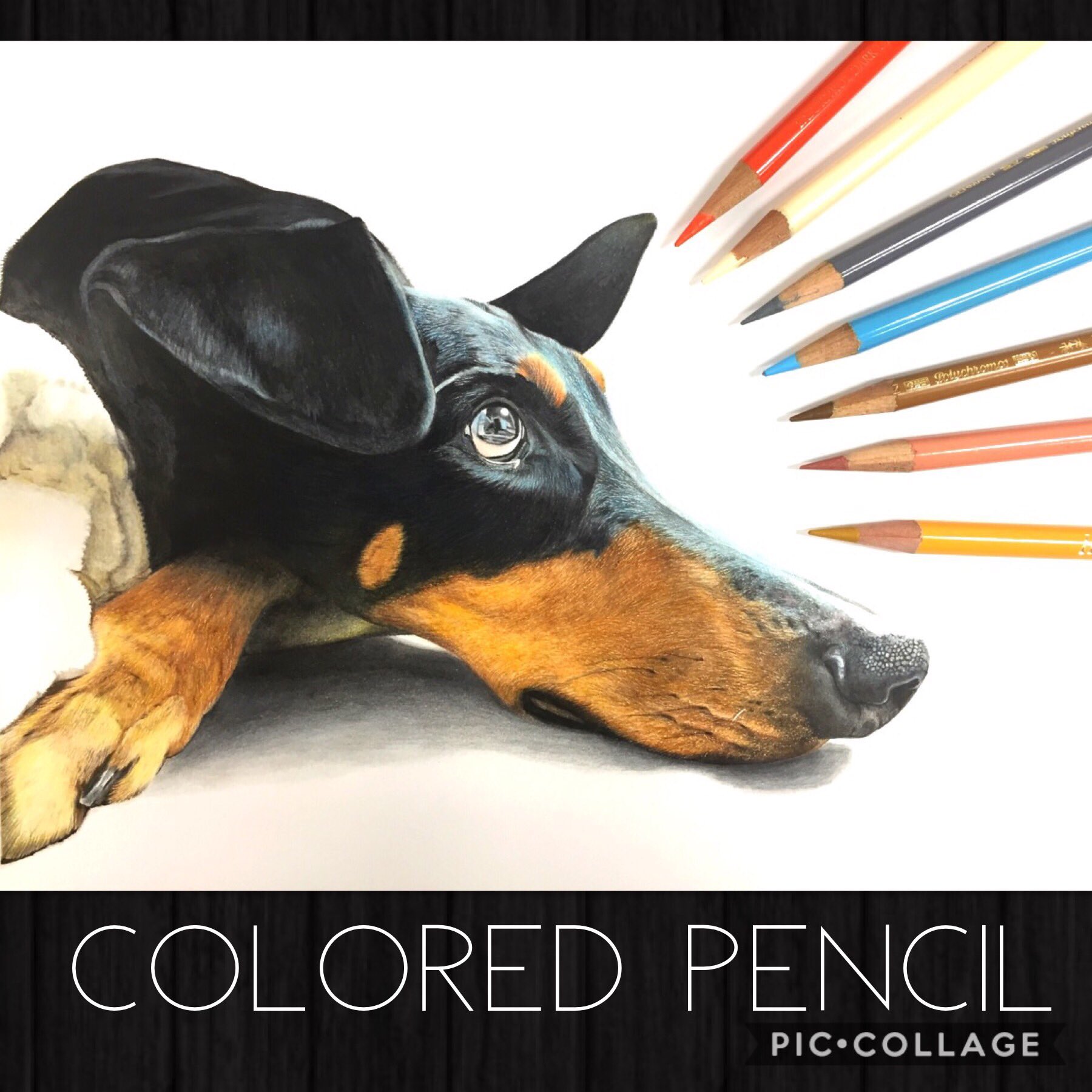 Twitter 上的 松田辰也 ドーベルマン色鉛筆画 過去絵 特集 ドーベルマンはオスとメスのマズルの太さが露骨に違いますよね T Co Nv0habwiib Twitter