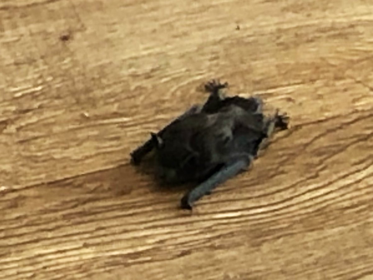 SergioChapa's tweet image. Was having a nice workout until I saw this bat flying around my apartment complex fitness center 👀🦇#HoustonProblems