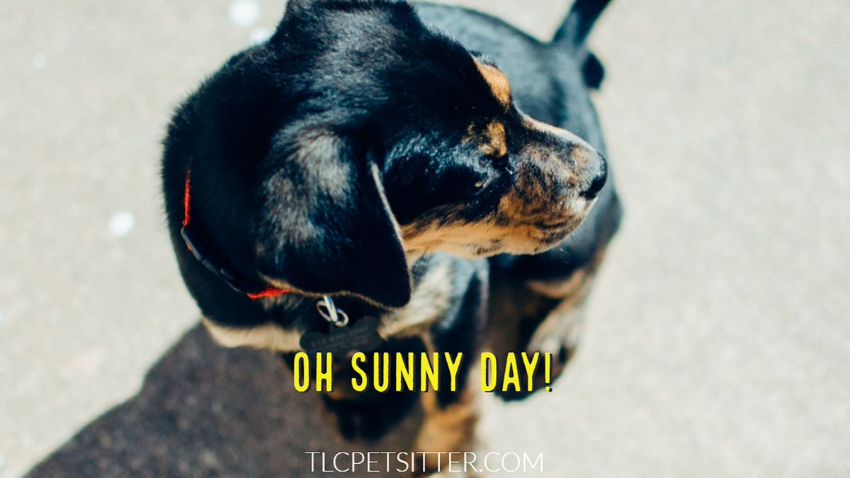 TLCpetsitter's tweet photo. Just chillin' and soaking up some vitamin D ☀️🌞
#chandler #azpets #puppylover #mesaaz #chillaxin https://t.co/v99xRQoBdx