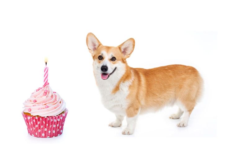 BomacAltrac's tweet photo. We are closed today for the Queen's Birthday public holiday. We will be open again on Tuesday, 11 June. If you have the day off today, enjoy! If not, we still suggest you eat some cake. 🎂
(With thanks to #MonashPublicLibrary for the gorgeous image!) https://t.co/tgdEI3HXJm