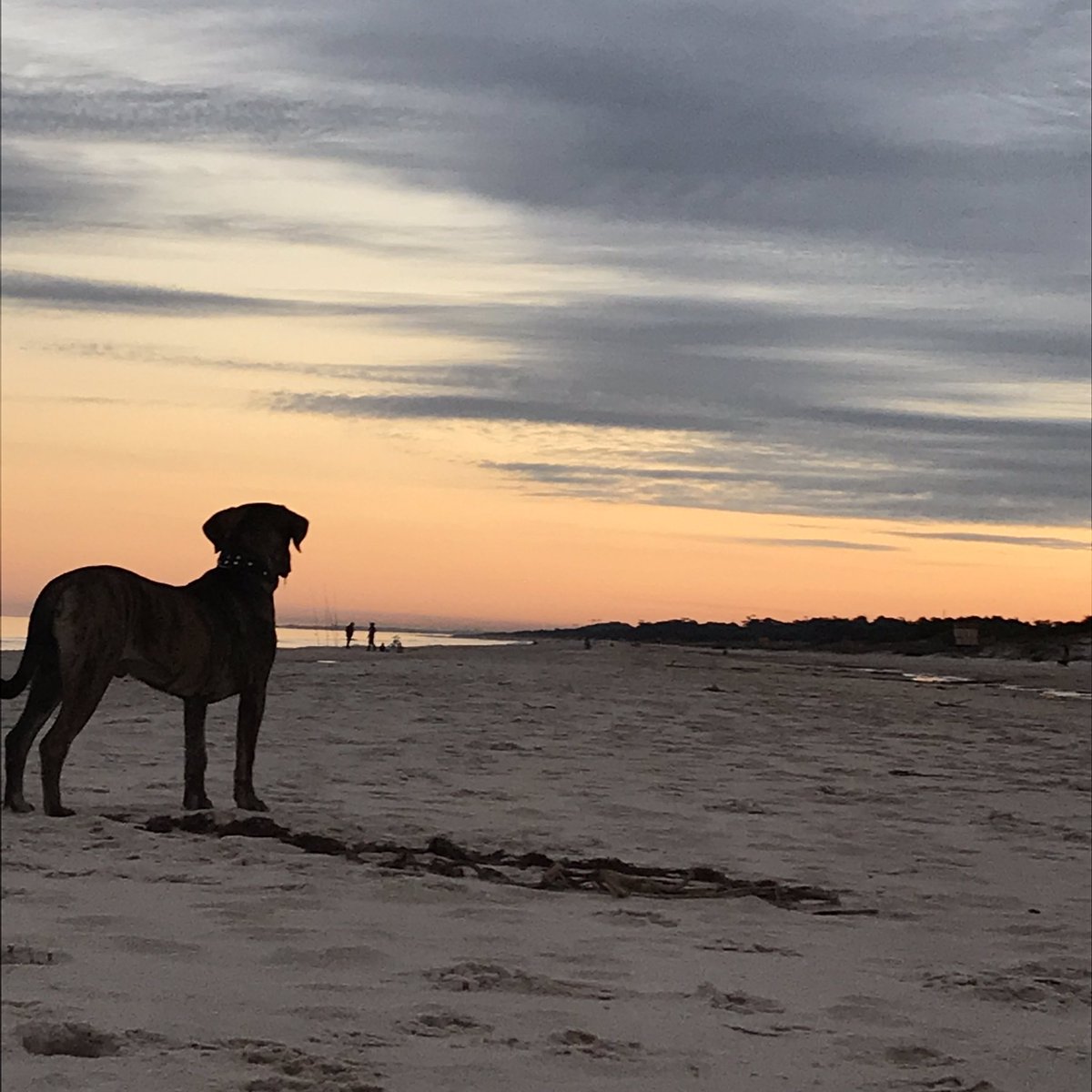 GustaVazquezz's tweet photo. 🐕🏖 🌅 https://t.co/lq3lltD1Gv