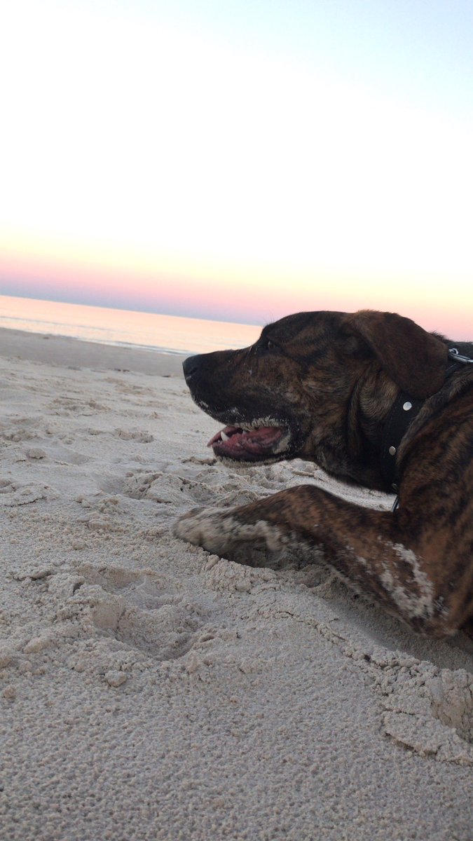 GustaVazquezz's tweet photo. 🐕🏖 🌅 https://t.co/lq3lltD1Gv