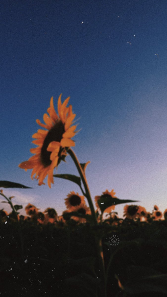 Lockscreens 🌹 tweet media