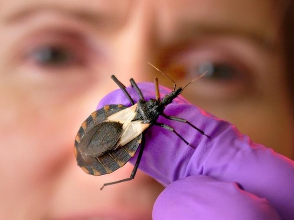 El mal de chagas se transmite por las heces de los chipos, que son las que contienen los parásitos.

Para prevenir esto, puedes seguir las medidas que desde #SaludBaruta hemos preparado en este link ➝ bit.ly/BarutaContraEl…

#BarutaContraElChipo