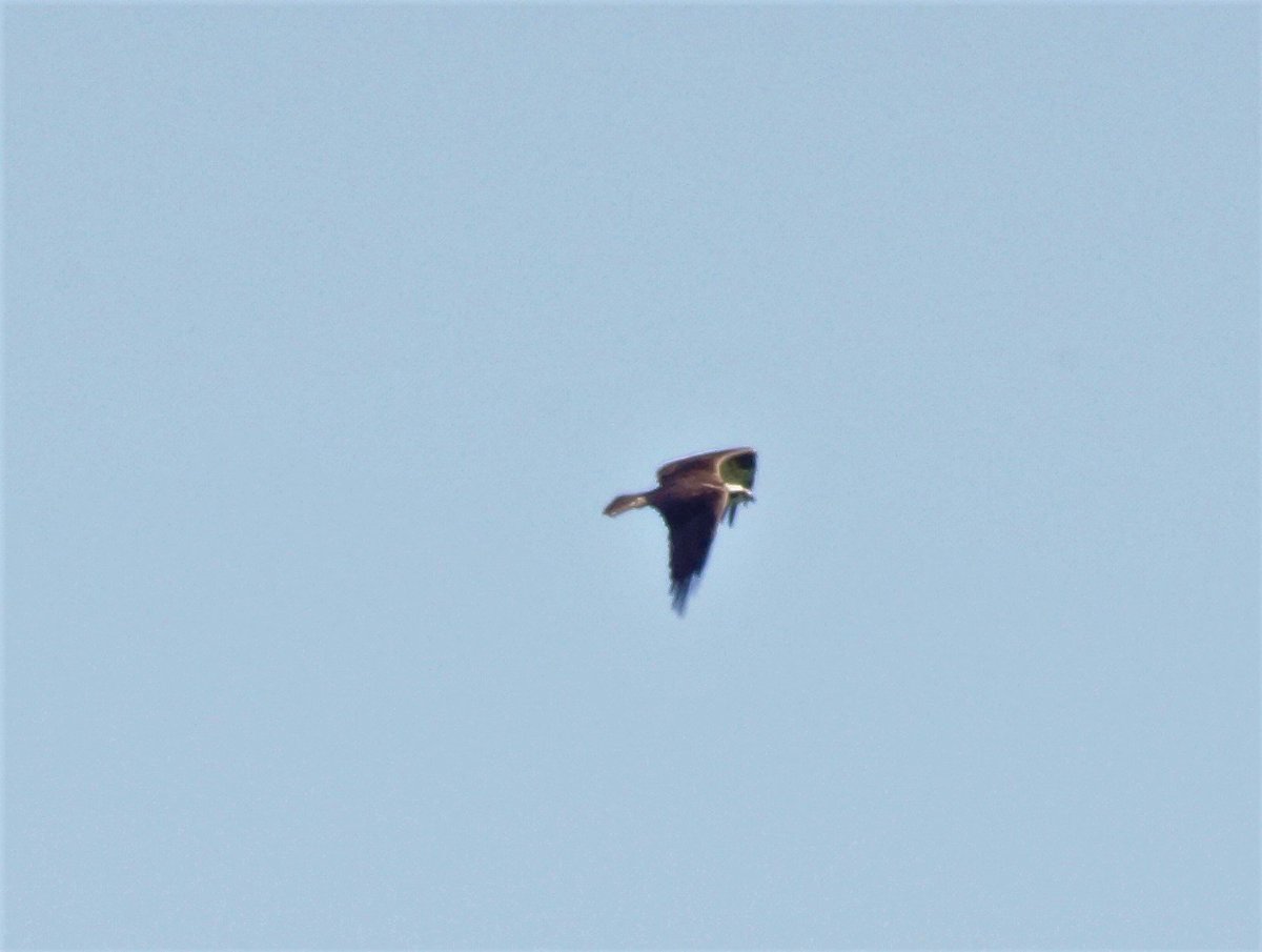 bri2367's tweet photo. osprey deep in the forest
9 June 2019
#SavePachaugForest @PachaugFriends @YawgoogTrails https://t.co/oa7Qdj701I