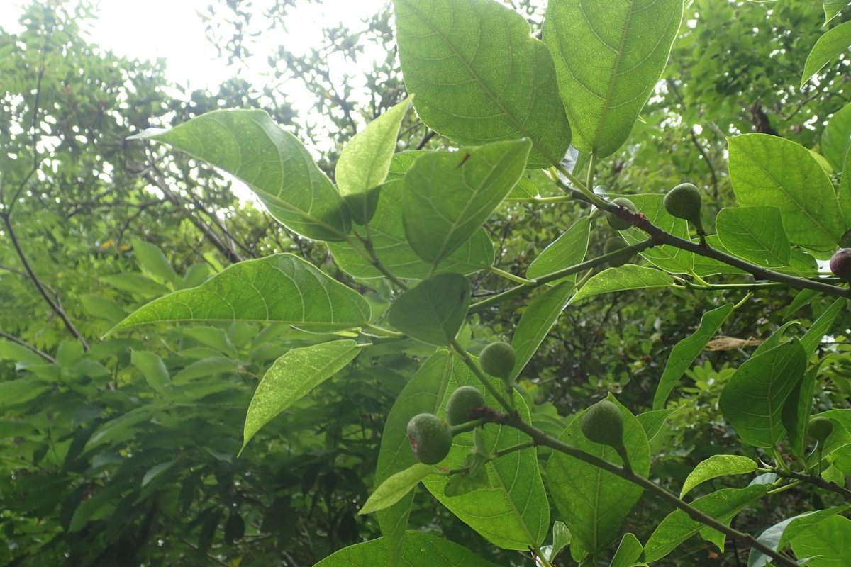 Uzivatel Biome バイオーム 公式 Na Twitteru イヌビワ ビワという名前がついていますが クワ科イチジク属の植物です 日本では 関東から沖縄に生え 東南アジアにも見られます 海沿いに多く生育します 植物 Plants 果実 Fruits 山口 Yamaguchi