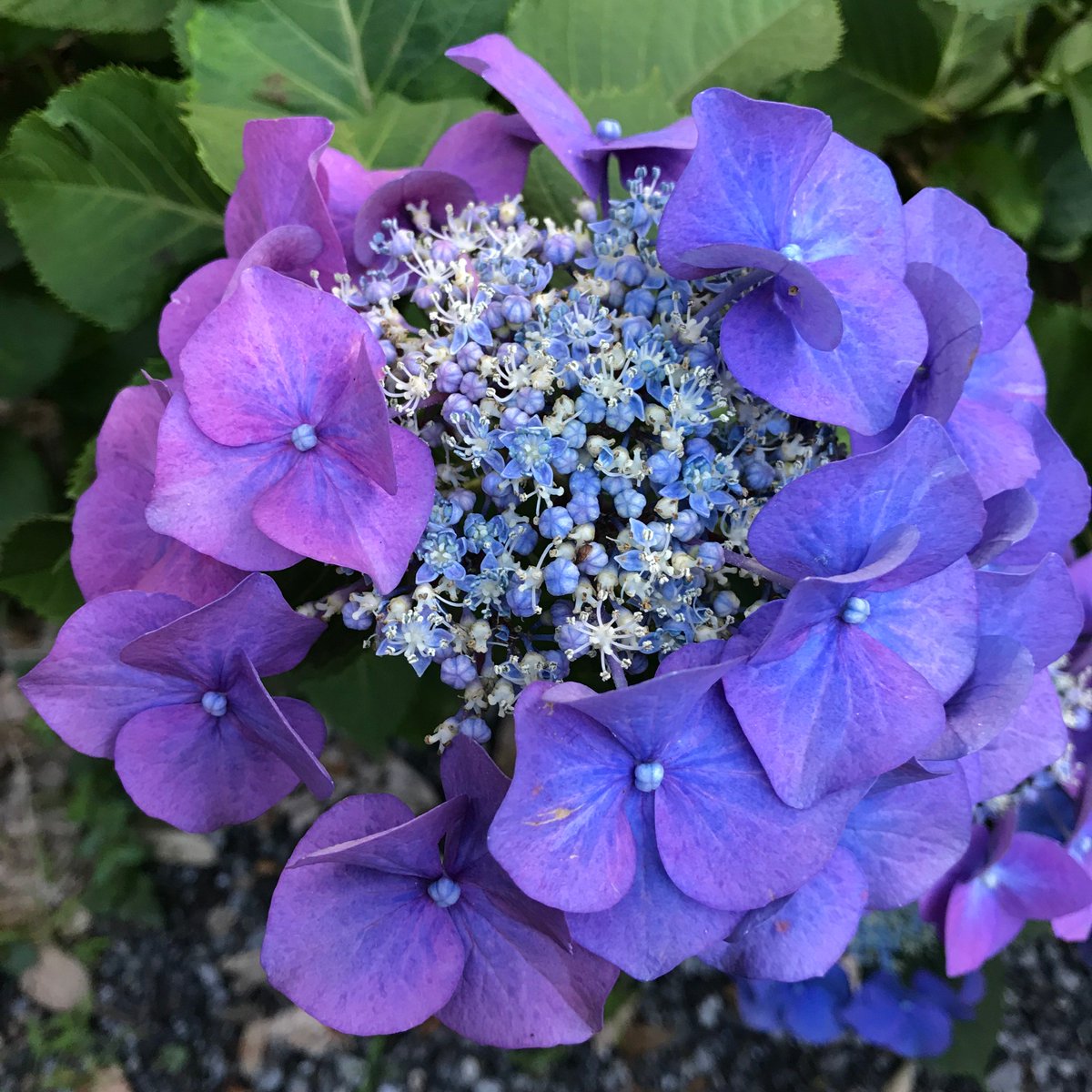 紫陽花きれいでした 