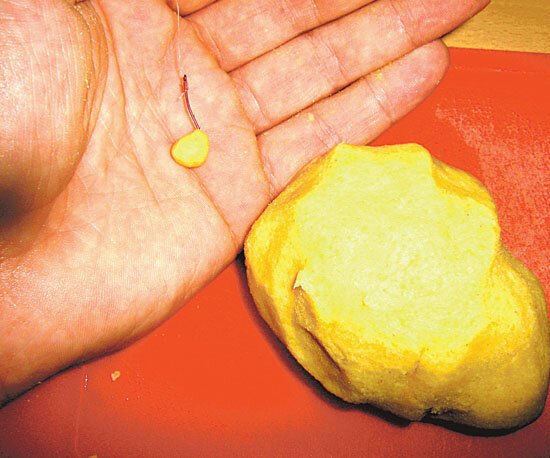 Мастырка с чесноком. Гороховая мастырка от михалыча. Гороховая мастырка. Мастырка жаргон. Гороховая мастырка от михалыча.