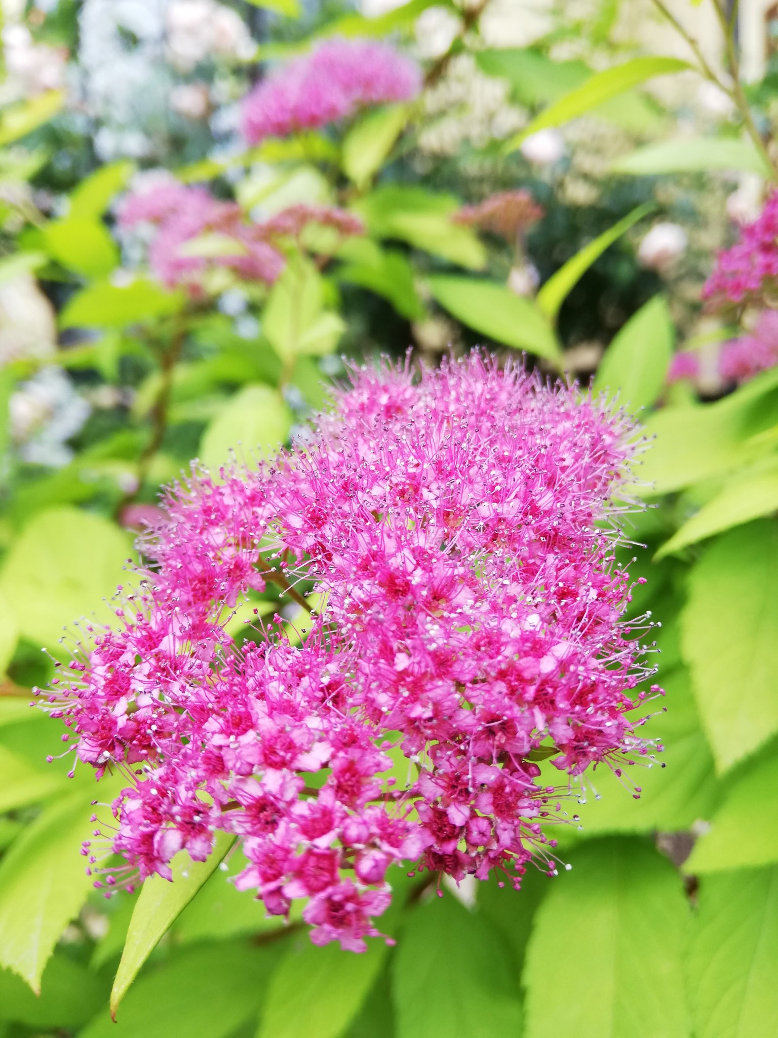 Mako 久々にinstagram通さず 庭の花達 薔薇 スヴニール ドゥ ドクター ジャメイン 黄金シモツケ バイカウツギ ベルエトワール 斑入りのロニセラ スイカズラ とコバノズイナ ヘンリーズガーネットとアメリカテマリシモツケ ディアボロの