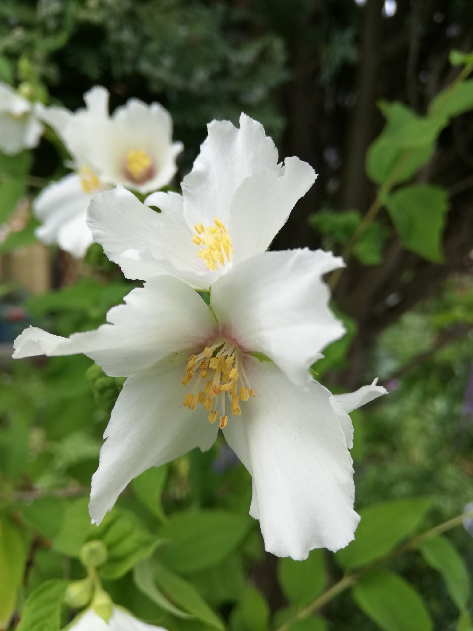 Mako 久々にinstagram通さず 庭の花達 薔薇 スヴニール ドゥ ドクター ジャメイン 黄金シモツケ バイカウツギ ベルエトワール 斑入りのロニセラ スイカズラ とコバノズイナ ヘンリーズガーネットとアメリカテマリシモツケ ディアボロの