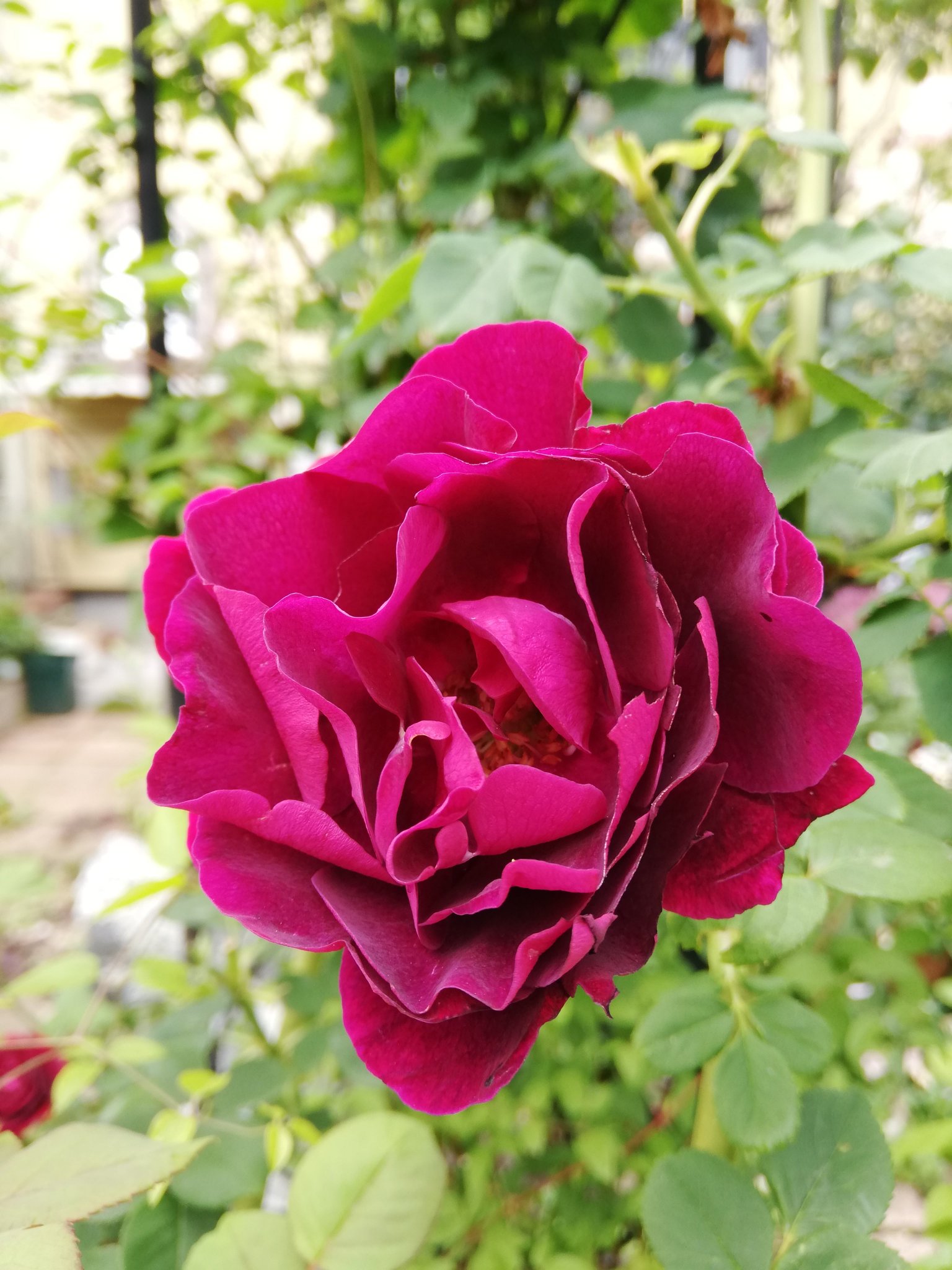 O Xrhsths Mako Sto Twitter 久々にinstagram通さず 庭の花達 薔薇 スヴニール ドゥ ドクター ジャメイン 黄金シモツケ バイカウツギ ベルエトワール 斑入りのロニセラ スイカズラ とコバノズイナ ヘンリーズガーネットとアメリカテマリシモツケ O Xrhsths Mako Sto Twitter 久々にinstagram通さず 庭の花達 薔薇 スヴニール ドゥ ドクター ジャメイン 黄金シモツケ バイカウツギ ベルエトワール 斑入りのロニセラ スイカズラ とコバノズイナ ヘンリーズガーネットとアメリカテマリシモツケ