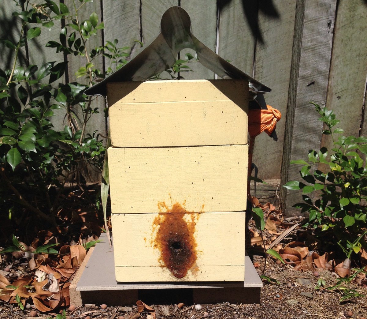 If you keep stingless bees in cool areas, then your hive may show no external signs of activity in winter. Do not fear, the bees will be OK inside the hive. E.g. carbonaria bees in Australia do not forage until the temperature reaches 18C.
facebook.com/sugarbagbees/p…