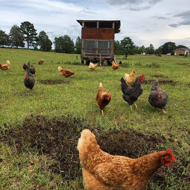 triplejfarmsc's tweet photo. At Triple J Farm, we allow the chickens to enjoy being chickens. Why would you want eggs from anywhere else?
#pasturedpoultry
#farmtoconsumer
#farmtotable
#knowyourfarmer
#realfood
#localfood
#familyfarm
#triplejfarmsc https://t.co/lK4hvG5Jab https://t.co/a1sGjFyweO