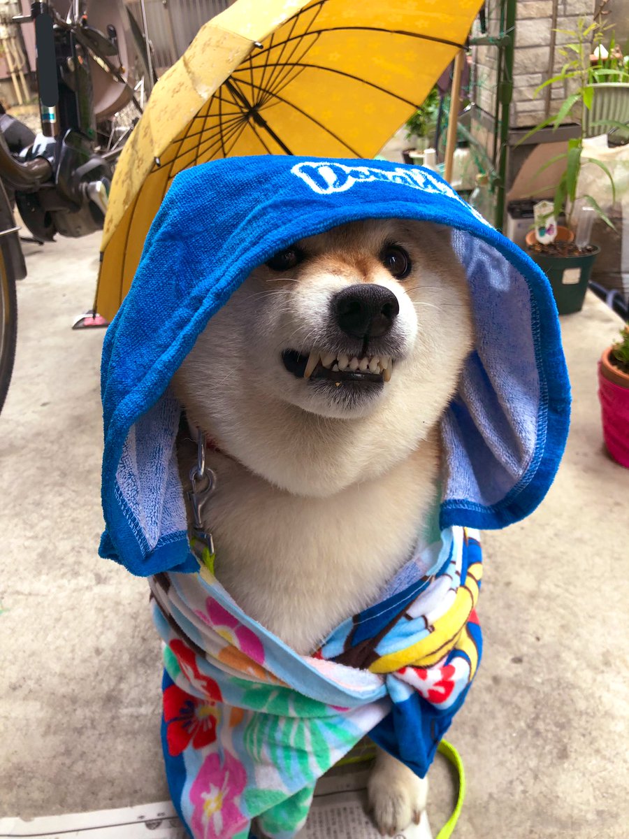 雨はｲﾔｲﾔｲﾔーｯ!!!
拭き終わったのにﾀｵﾙ巻かないでよ😡