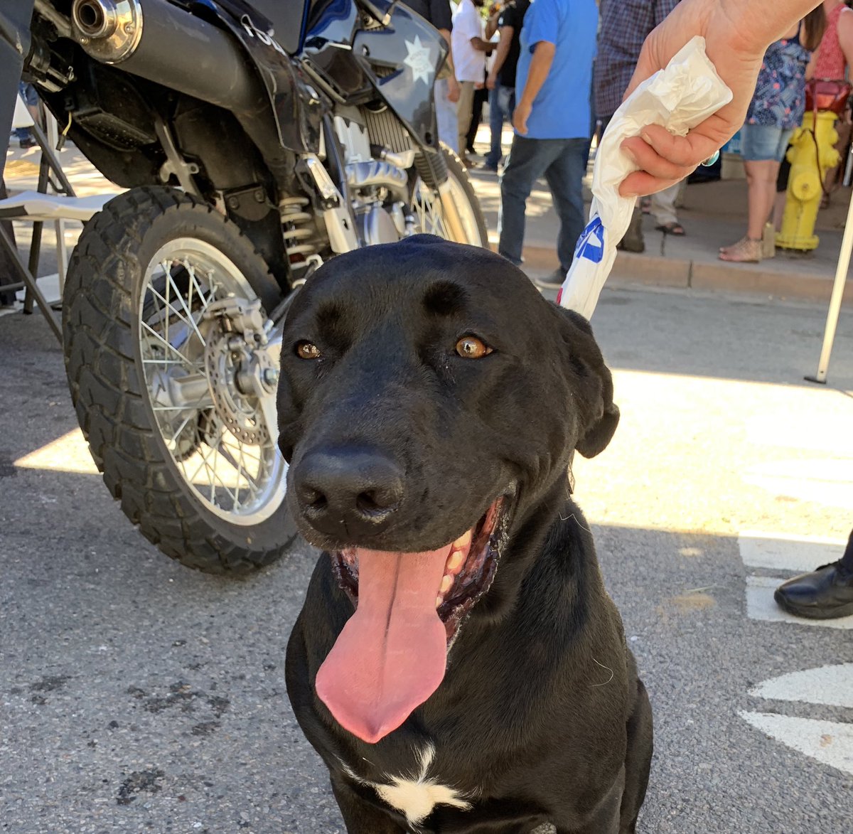 NovatoPolice's tweet image. This sweet boy is lost and looking for his owners! Found near Novato Cross Fit off of Vallejo Ave. Currently drinking lots of water at the #NPD Tent at @NovatoChamber Art+Wine+Music Festival. Please call the @MarinHumane at 415-883-4621. #NovatoFAWM #ImLost @downtownNovato