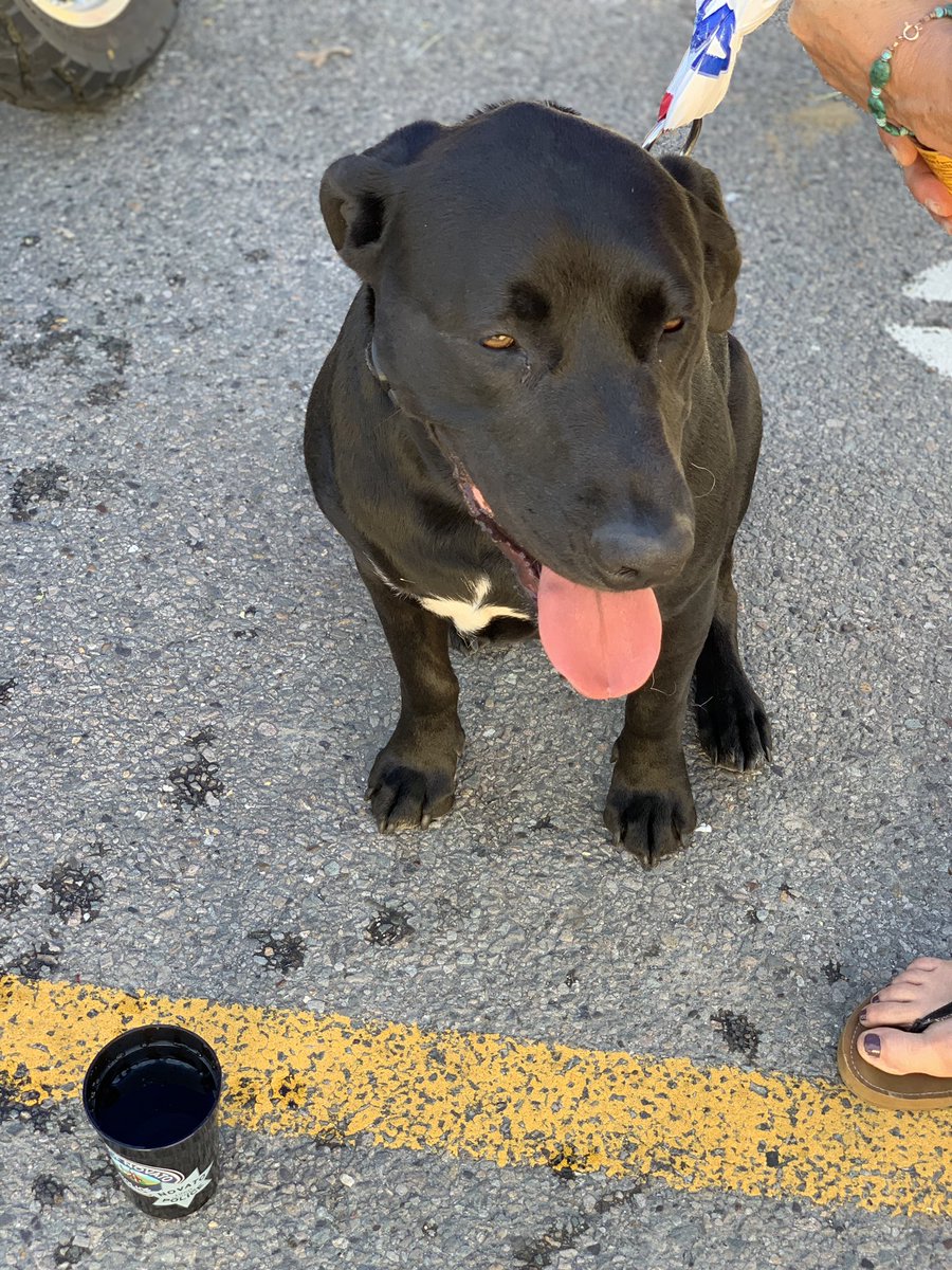 NovatoPolice's tweet image. This sweet boy is lost and looking for his owners! Found near Novato Cross Fit off of Vallejo Ave. Currently drinking lots of water at the #NPD Tent at @NovatoChamber Art+Wine+Music Festival. Please call the @MarinHumane at 415-883-4621. #NovatoFAWM #ImLost @downtownNovato