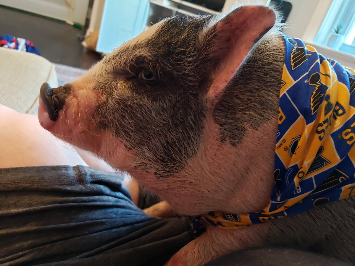 tatate70's tweet photo. Peaches wants the cup! #STLBlues #WeAllBleedBlue #StanleyCup #Game6 https://t.co/LegssCad18
