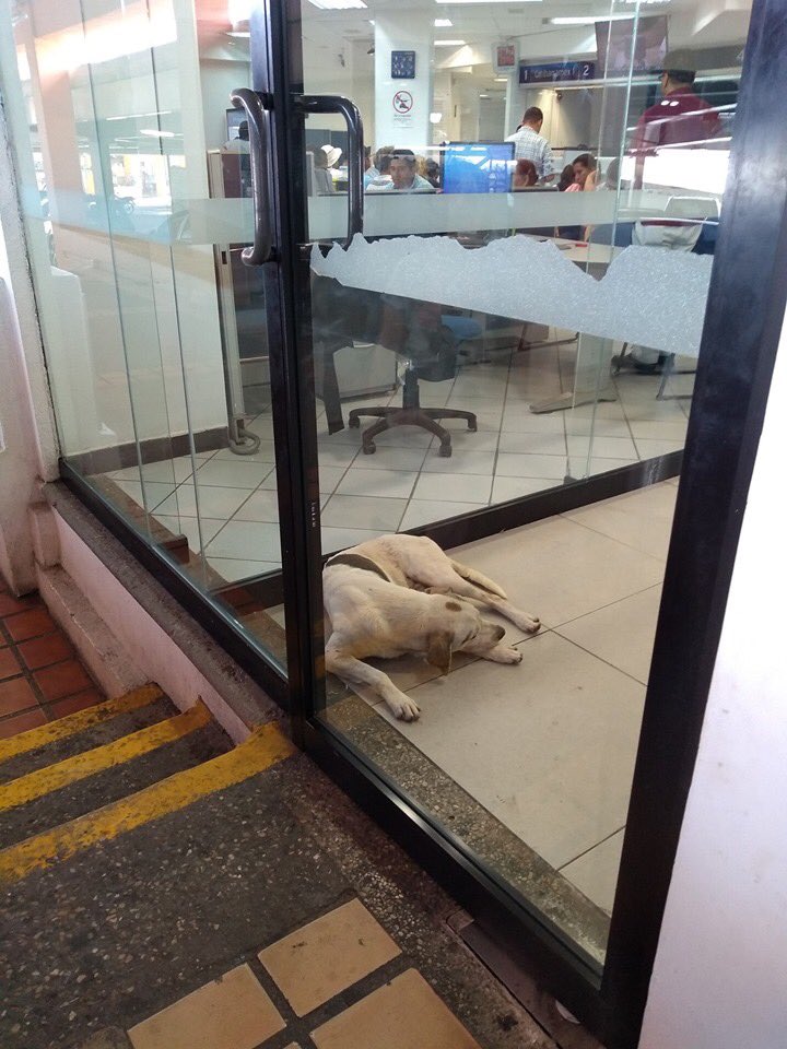 TVTenlinea's tweet photo. Si nosotros no aguantamos el calor, este perrito tampoco. Se encuentra en diversos puntos del exterior de Plaza Cristal y disfruta de los lugares donde puede obtener un poco del aire que se escapa. No busques ahuyentarlo, respetemos y comprendamos a los animales 🐶🌞 https://t.co/K3u4WE6i5c