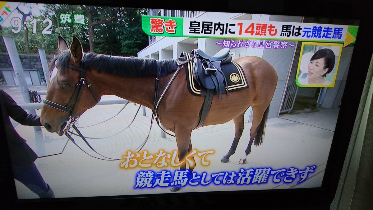 maumauteio's tweet photo. 皇居の中に14頭も！立派な厩舎の外観！！(・∀・)警察か～どんどん引退馬のおしごとつくってぇ～(*´ー｀*) https://t.co/KQJ3s1jC3x