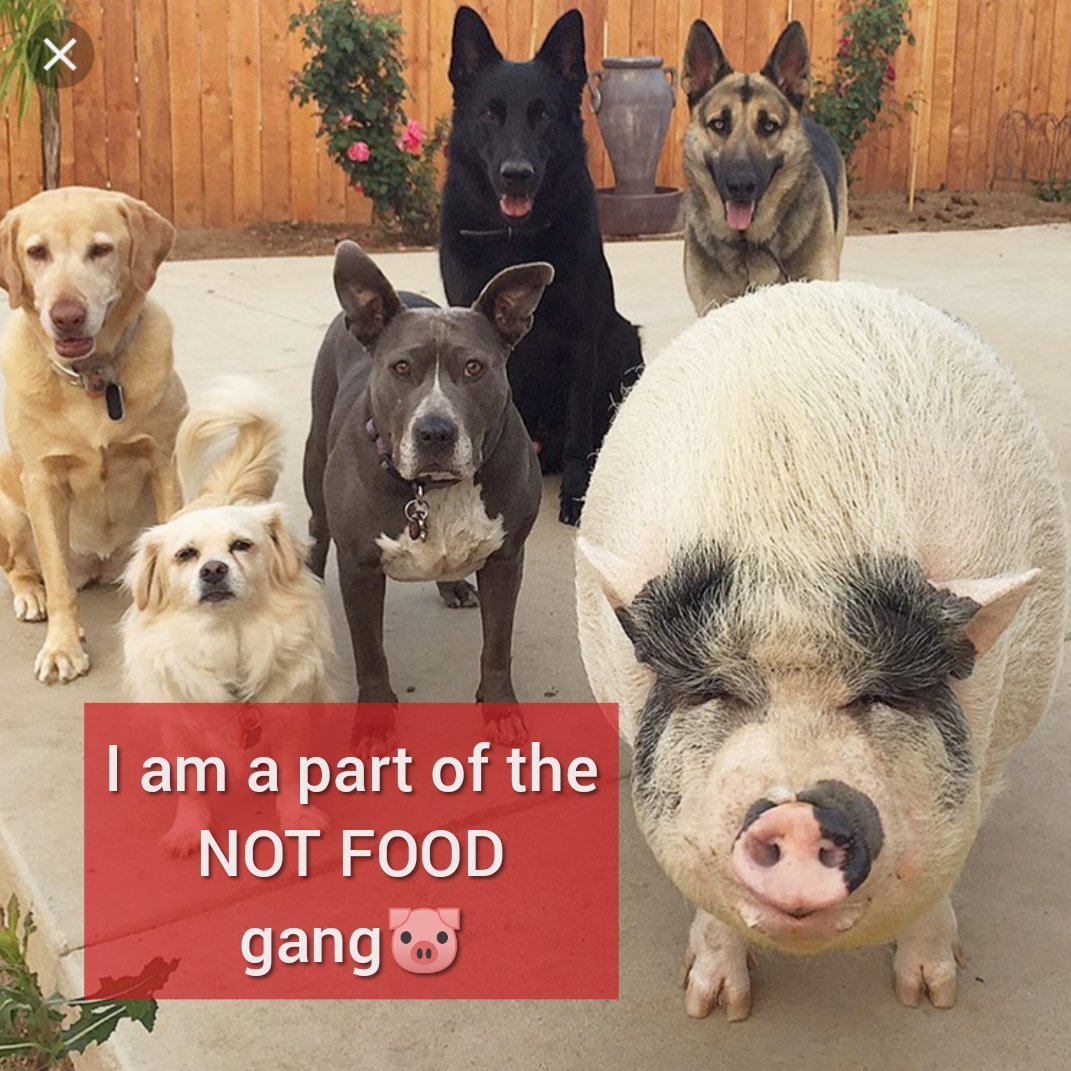 Would you let me live if I barked? 🐷🖤

#gang #bbq #bacon #veganvibes #plantbased #Pitbulls #dogs #SundayMotivation #love #friendsnotfood #denver @DenverBBQFest