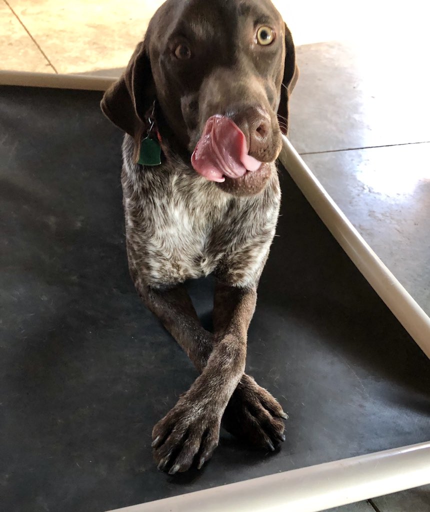 circlehbirddog's tweet photo. Ol’Roy is lip lick’n lazy! #circlehgundogs
#dogofalifetime #gundogtraining #gundog #birddog #fetchingfeathers #uplandhunting #uplandgundog #uplandaddiction #uplandathelete #coveyrise #projectupland #huntkansas #kdwp #dtsystems #quailforever #gsp #germanshorthairedpointer https://t.co/CQOBhGMajA