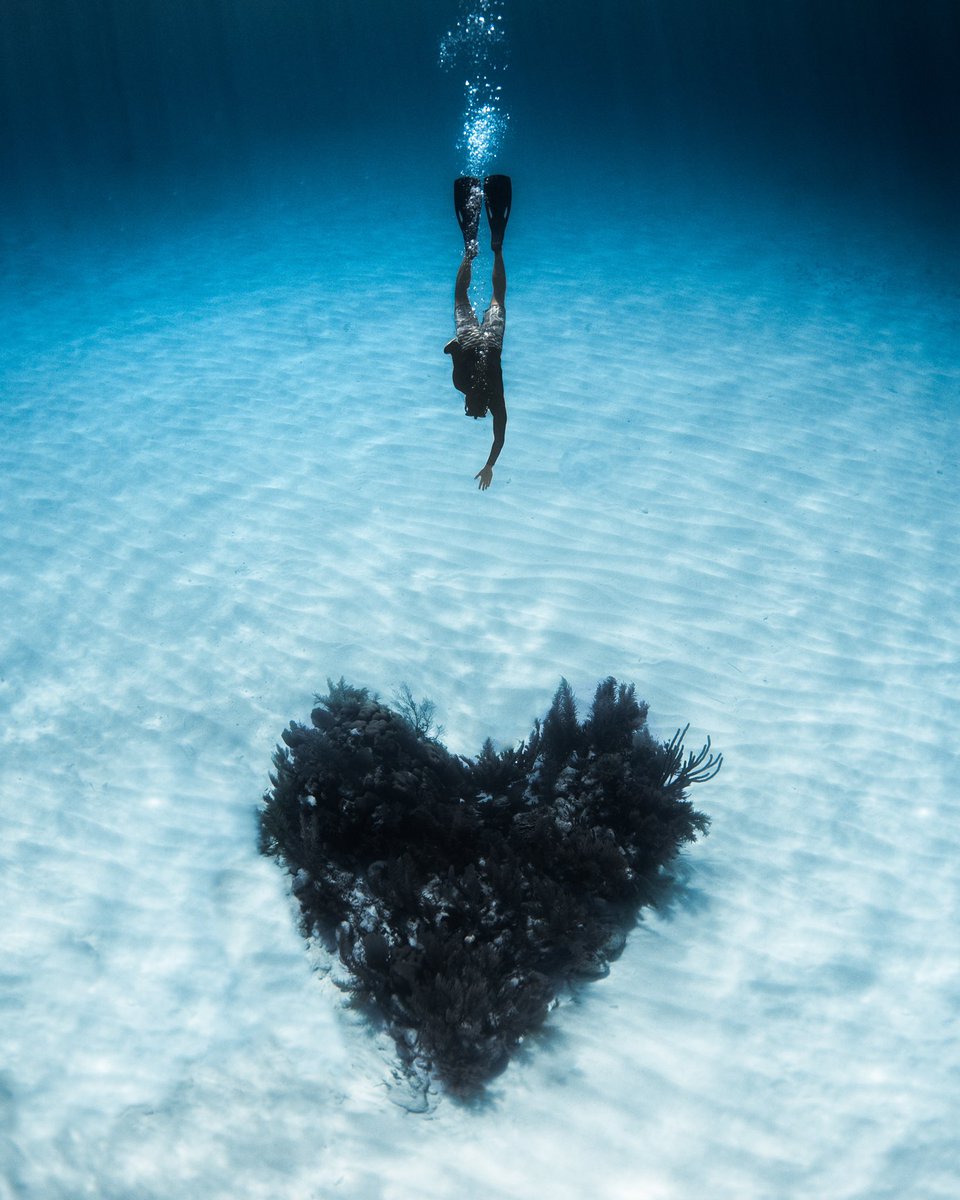 amirzakerii's tweet photo. Our Save the Reef film is almost wrapped up! Just a couple days 😝 who’s ready?! https://t.co/nmO2um6iMJ