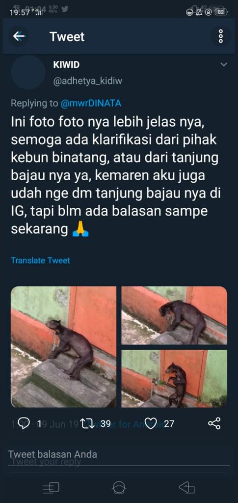 PSanen's tweet photo. #savebear
@net geo
@PSanen
@antarakalbar
@KBNBinatang
@surabayakebunbinatang
@DivHumas_Polri
@PolriMultimedia
Benarkah beruang di KB Bajau seperti ini? Jika benar semoga bisa ditindak secepatnya .🙏 Bagaimana dengan Citra SKW Hebat?🤔🙏🙏 https://t.co/UNJFLYJA25