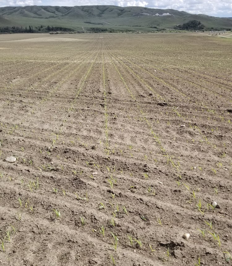 Corn up