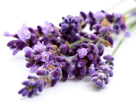 Experience Essentially Lavender! southbrucetourism.org/experience-ess…
#essentiallylavender #southbruce #tourism #formosa #teeswater