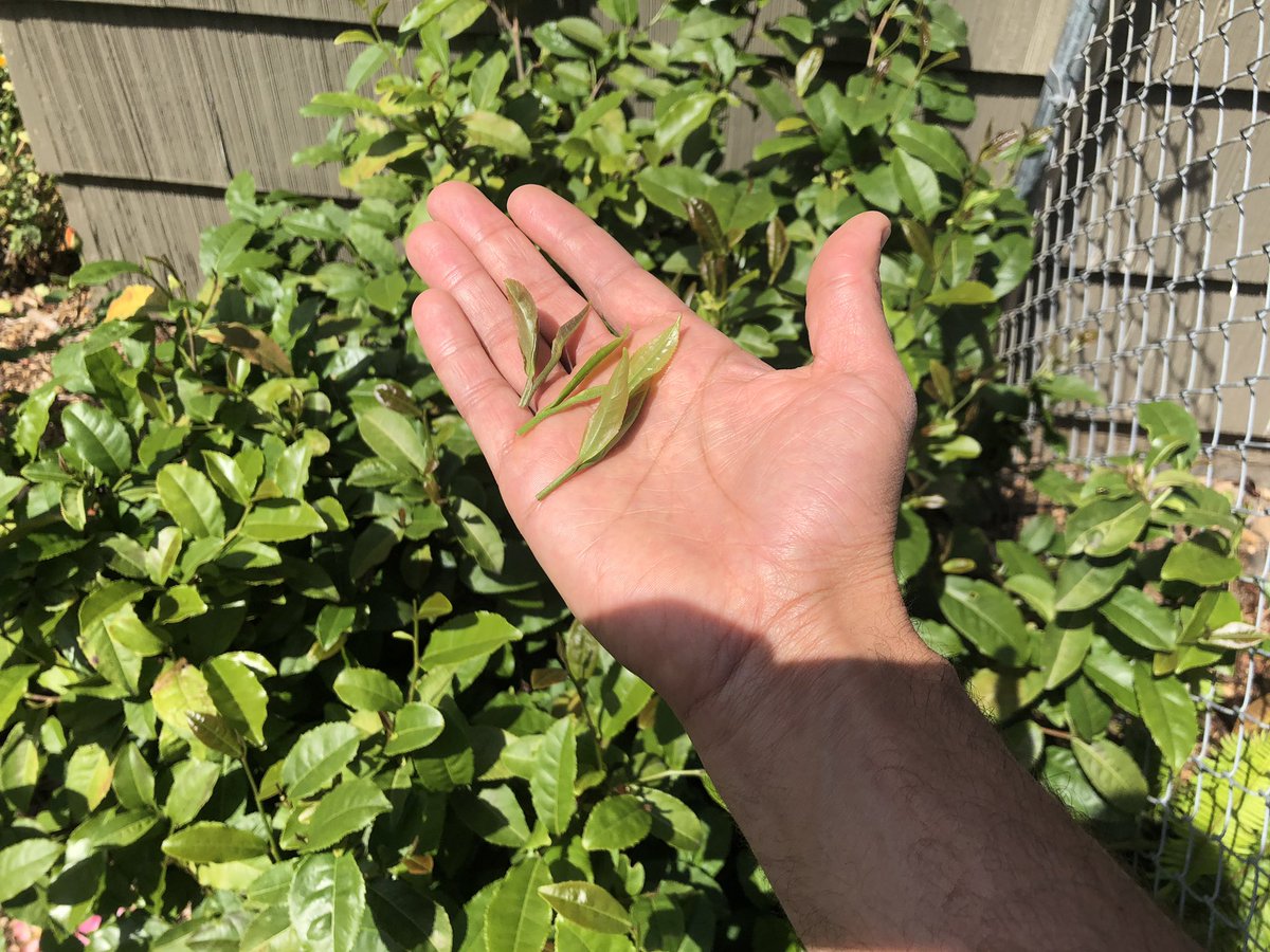 TeaSwallow's tweet image. Picking tea in a small backyard garden