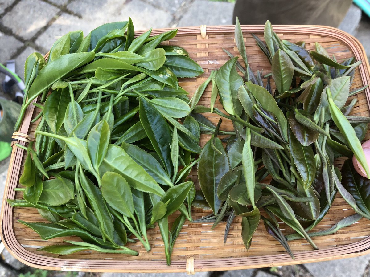 TeaSwallow's tweet image. 2nd flush, 4 varieties. Homegrown