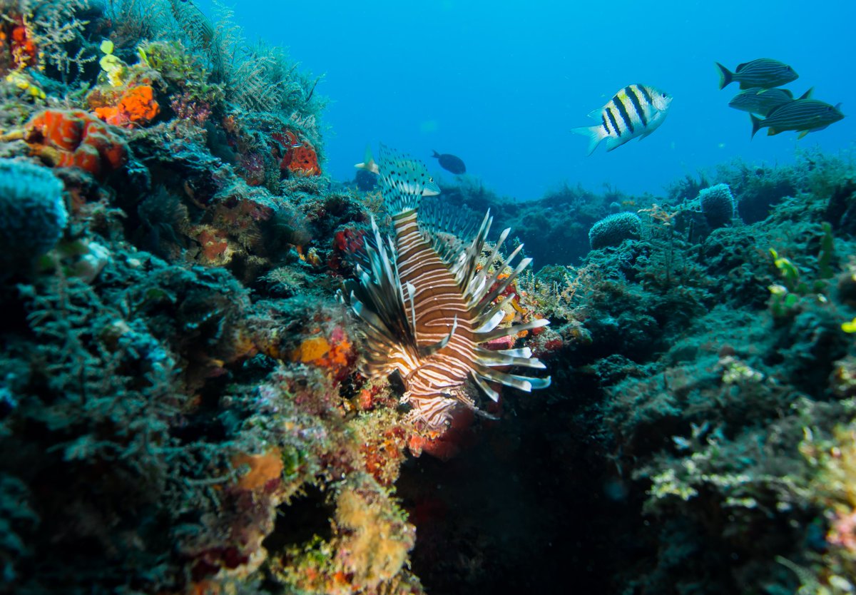 scuba_ve's tweet photo. Lionfish have higher concentration of omega-3 (hearth healthy fatty acids) than Grouper, Snapper, tuna or mahi-mahi.
https://t.co/7krPgWi1iQ
#scuba #scubadiving #buceo #mergulho #fish #okaydivers #lionfish #life #marinelife #marinebiology #ocean #deepsea #missiondeepblue https://t.co/SDDjVmdMTg