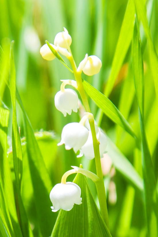 暦生活 こよみせいかつ در توییتر 旬の花 すずらん 可愛い白い小さな花を咲かせます 葉の影に隠れ うつむき加減に咲くことから 君影草 きみかげそう という奥ゆかしい名前もあります サイト暦生活 T Co Opnu64fisu 暦生活 すずらん 花