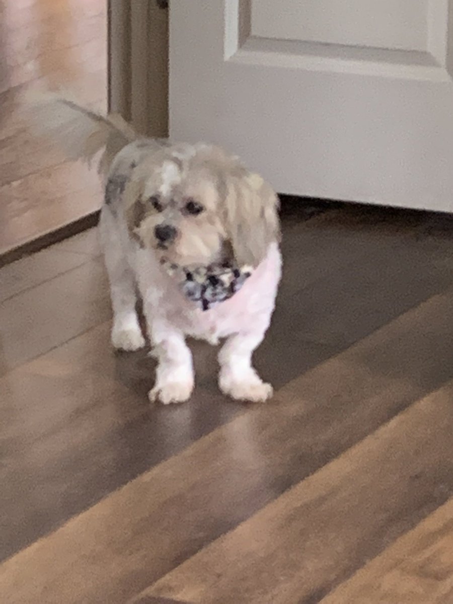 goose46074's tweet photo. I got trimmed! https://t.co/AxYwdjy9gg